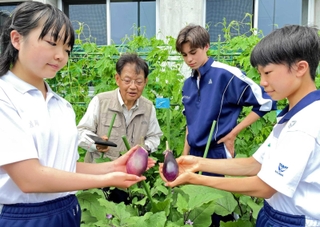 松山嘉次さん（奥左）が見守る中、大市茄子を初めて収穫した生徒たち＝仁川学院中学校
