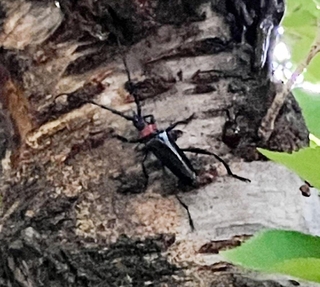 西宮市内で初確認された特定外来生物クビアカツヤカミキリ＝１９日、西宮市生瀬武庫川町２（住民撮影、県提供）