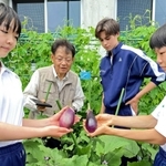 松山嘉次さん（奥左）が見守る中、大市茄子を初めて収穫した生徒たち＝仁川学院中学校