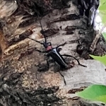西宮市内で初確認された特定外来生物クビアカツヤカミキリ＝１９日、西宮市生瀬武庫川町２（住民撮影、県提供）