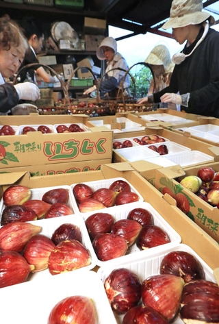 サイズごとに箱詰めされていくイチジク。午前６時半には地区の集荷場へ運び込む＝川西市東久代２