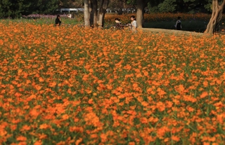 オレンジ色のキバナコスモスが咲き誇る花畑＝尼崎市の武庫川河川敷