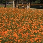 オレンジ色のキバナコスモスが咲き誇る花畑＝尼崎市の武庫川河川敷