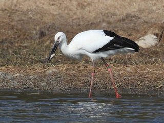 長いくちばしで魚をくわえるコウノトリ＝伊丹市昆陽池３