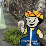 飛び出し坊やの手に手袋を引っかけた善意のはやにえ（吉永さん提供）