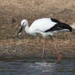 長いくちばしで魚をくわえるコウノトリ＝伊丹市昆陽池３
