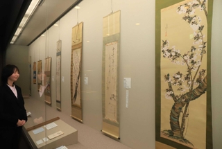 笹部新太郎が集めた桜にまつわる絵画などが並ぶ＝西宮市鞍掛町、白鹿記念酒造博物館（撮影・吉田敦史）