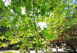 初夏の日差しで輝く青紅葉＝川西市多田院多田所町、多田神社