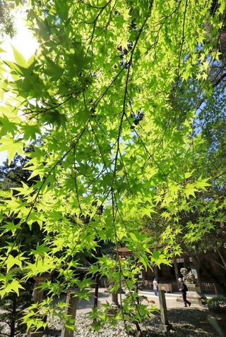 初夏の日差しで輝く青紅葉＝川西市多田院多田所町、多田神社