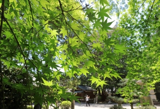 初夏の日差しで輝く青紅葉＝川西市多田院多田所町、多田神社