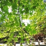 初夏の日差しで輝く青紅葉＝川西市多田院多田所町、多田神社