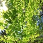 初夏の日差しで輝く青紅葉＝川西市多田院多田所町、多田神社