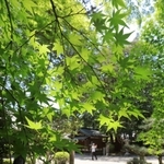初夏の日差しで輝く青紅葉＝川西市多田院多田所町、多田神社
