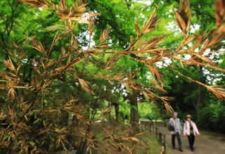 めったに見られない花を咲かせたクロチク＝尼崎市元浜町１、元浜緑地