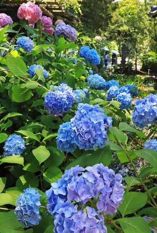 梅雨入りを前に見頃を迎えつつあるアジサイ＝川西市東畦野２、頼光寺