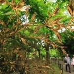 めったに見られない花を咲かせたクロチク＝尼崎市元浜町１、元浜緑地