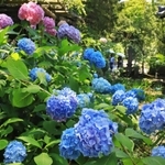 梅雨入りを前に見頃を迎えつつあるアジサイ＝川西市東畦野２、頼光寺
