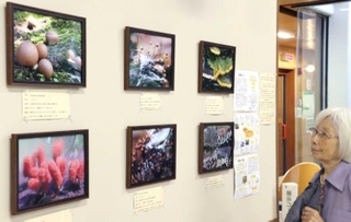 さまざまな粘菌を撮影した写真が並ぶ会場＝西宮市北山緑化植物園