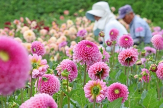 色鮮やかに10万本、「宝塚ダリア園」開園 花摘み体験や感謝祭も|阪神