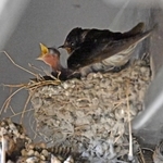 親鳥が見守る中、巣から顔を出すツバメのひな＝阪急逆瀬川駅
