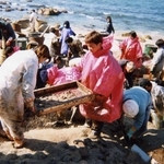 重油が流れ着いた海岸で除去作業に励むボランティアら（ＮＶＮＡＤ提供）