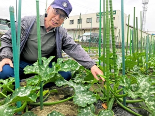 畑で大きく育つズッキーニに頬を緩める園北ファーム代表の内田大造さん＝尼崎市田能６