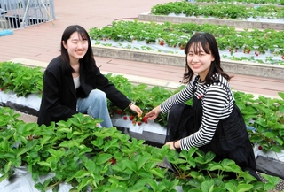 屋上で鳴尾いちごを栽培した田口日菜子さん（左）と水野千裕さん＝西宮市池開町、武庫川女子大学