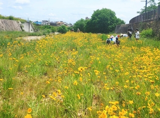 逆瀬川河川敷に生い茂るオオキンケイギク＝宝塚市内（同市提供）