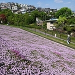 地すべりが起きた斜面で開花したタイム・ロンギカウリス。長年植えられたシバザクラもちらほら＝西宮市甲山町