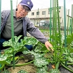 畑で大きく育つズッキーニに頬を緩める園北ファーム代表の内田大造さん＝尼崎市田能６