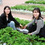 屋上で鳴尾いちごを栽培した田口日菜子さん（左）と水野千裕さん＝西宮市池開町、武庫川女子大学