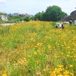 逆瀬川河川敷に生い茂るオオキンケイギク＝宝塚市内（同市提供）
