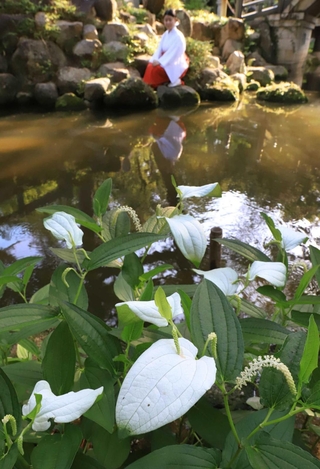 神池のほとりで白い葉を揺らすハンゲショウ＝西宮市社家町