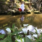 神池のほとりで白い葉を揺らすハンゲショウ＝西宮市社家町