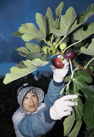 赤く熟れたイチジクを枝からもぐ西田穫美さん＝川西市東久代２（撮影・吉田敦史）