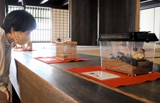 虫たちの合唱が楽しい旧岡田家住宅の鳴く虫展示＝伊丹市宮ノ前