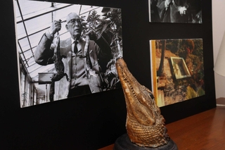 自宅でワニを飼っていた実業家の高碕達之助。ワニの剝製も展示されている＝いずれも宝塚市雲雀丘１