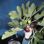 赤く熟れたイチジクを枝からもぐ西田穫美さん＝川西市東久代２（撮影・吉田敦史）