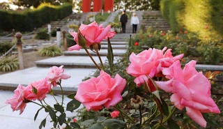 厳しい夏の暑さを乗り越え、色合い深い花を咲かせたバラ＝伊丹市荒牧６