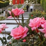 厳しい夏の暑さを乗り越え、色合い深い花を咲かせたバラ＝伊丹市荒牧６