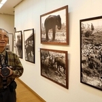 ５０回目で最後となる写壇「ゼロ」の写真展を開いた内山博司さん。手前の写真は１９７０年の万博で来日したゾウが武庫川で休む様子＝西宮市立北口ギャラリー
