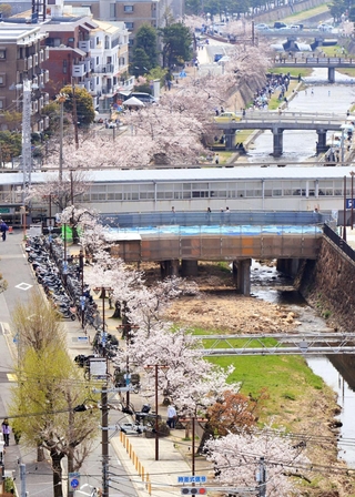 芦屋川沿いを彩る桜並木。緑豊かな景観が国際文化住宅都市としてのブランドに寄与してきた＝芦屋市山手町から