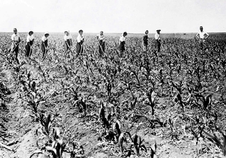 旧満州の広大な大地で除草作業をする開拓民ら＝１９４３年夏（満蒙開拓平和記念館提供）