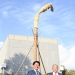 万博の思い出、尼崎に植樹　インドネシアパビリオンのサバルヤシの木を造園業者が寄贈