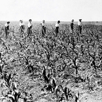 旧満州の広大な大地で除草作業をする開拓民ら＝１９４３年夏（満蒙開拓平和記念館提供）