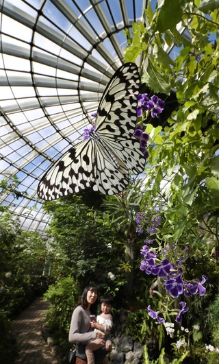 気温２０度近い温室で優雅に舞うオオゴマダラ。春の日差しが差し込み、チョウの動きも活発に＝伊丹市昆陽池３