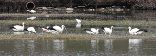 水深が浅くなった池で餌を探すコウノトリ＝３月４日、伊丹市昆陽池３（撮影・小林良多）