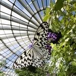 14種1000匹、優雅に舞うチョウ　伊丹市昆虫館の温室