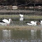 水深が浅くなった池で餌を探すコウノトリ＝３月４日、伊丹市昆陽池３（撮影・小林良多）