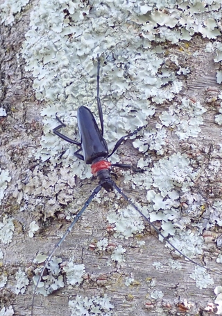 クビアカツヤカミキリの成虫（県提供）